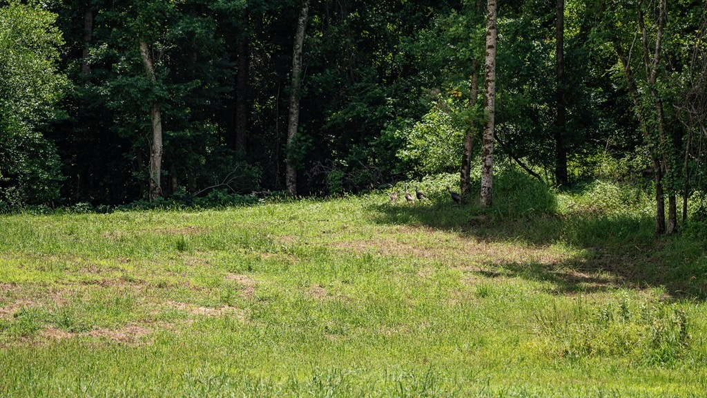 Hunting Land in Claiborne County, MS – Lonesome Pine