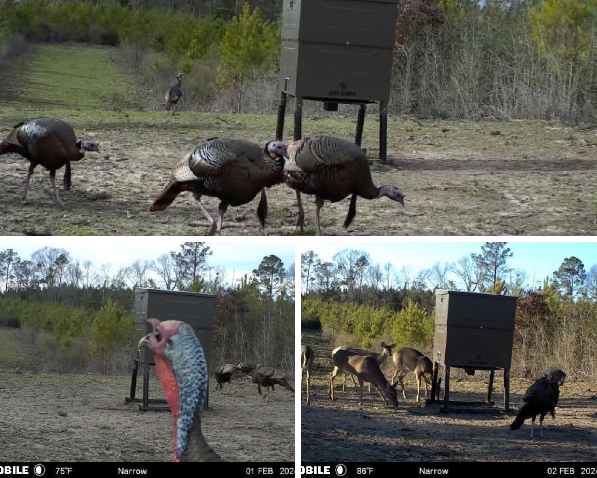Mississippi Hunting Land – Easy 88 in Magnolia/Osyka