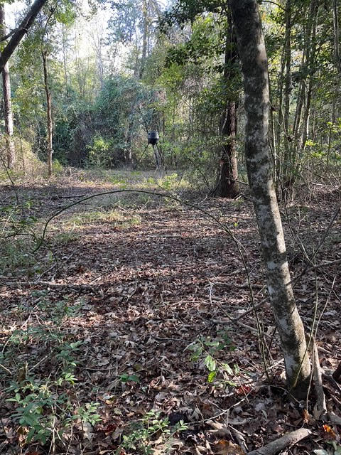 182+ Acres of Whitetail Paradise in Jefferson, TX