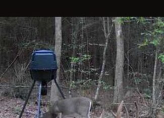 182+ Acres of Whitetail Paradise in Jefferson, TX