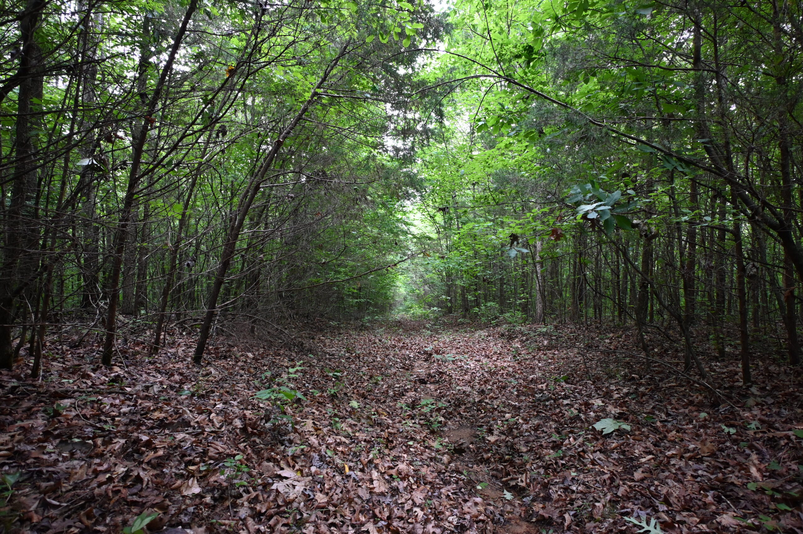 65.84 Acres for Sale in Decaturville, Tennessee