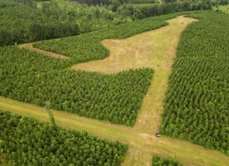 Mississippi Hunting Land – Easy 88 in Magnolia/Osyka