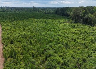 Small Hunting Tract FOR SALE in Amite County, MS