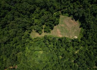 Hunting Land in Claiborne County, MS – Lonesome Pine