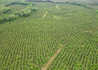 Hunting Land in Morehouse Parish, LA – Cypress Bayou 85