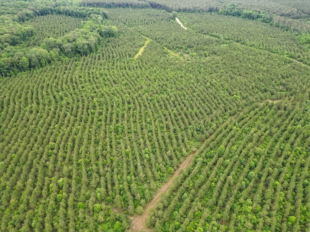 Hunting Land in Morehouse Parish, LA – Cypress Bayou 85