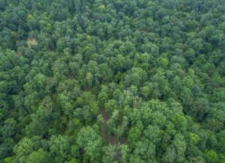 Hunting Land for Sale in Hinds County, MS
