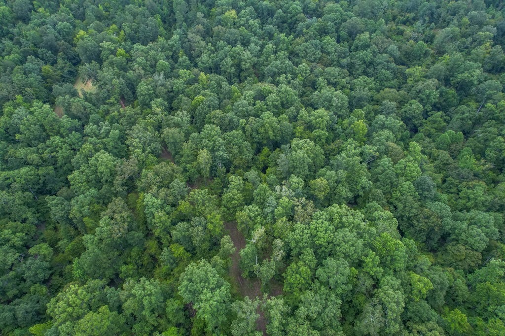 Hunting Land for Sale in Hinds County, MS