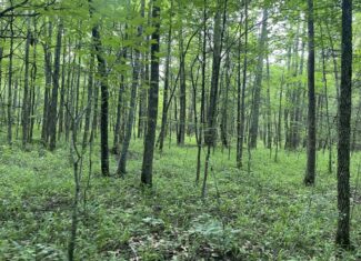 HUNTING LAND WITH SPRING / CREEK IN HARDIN COUNTY, 100 ACRES+/-