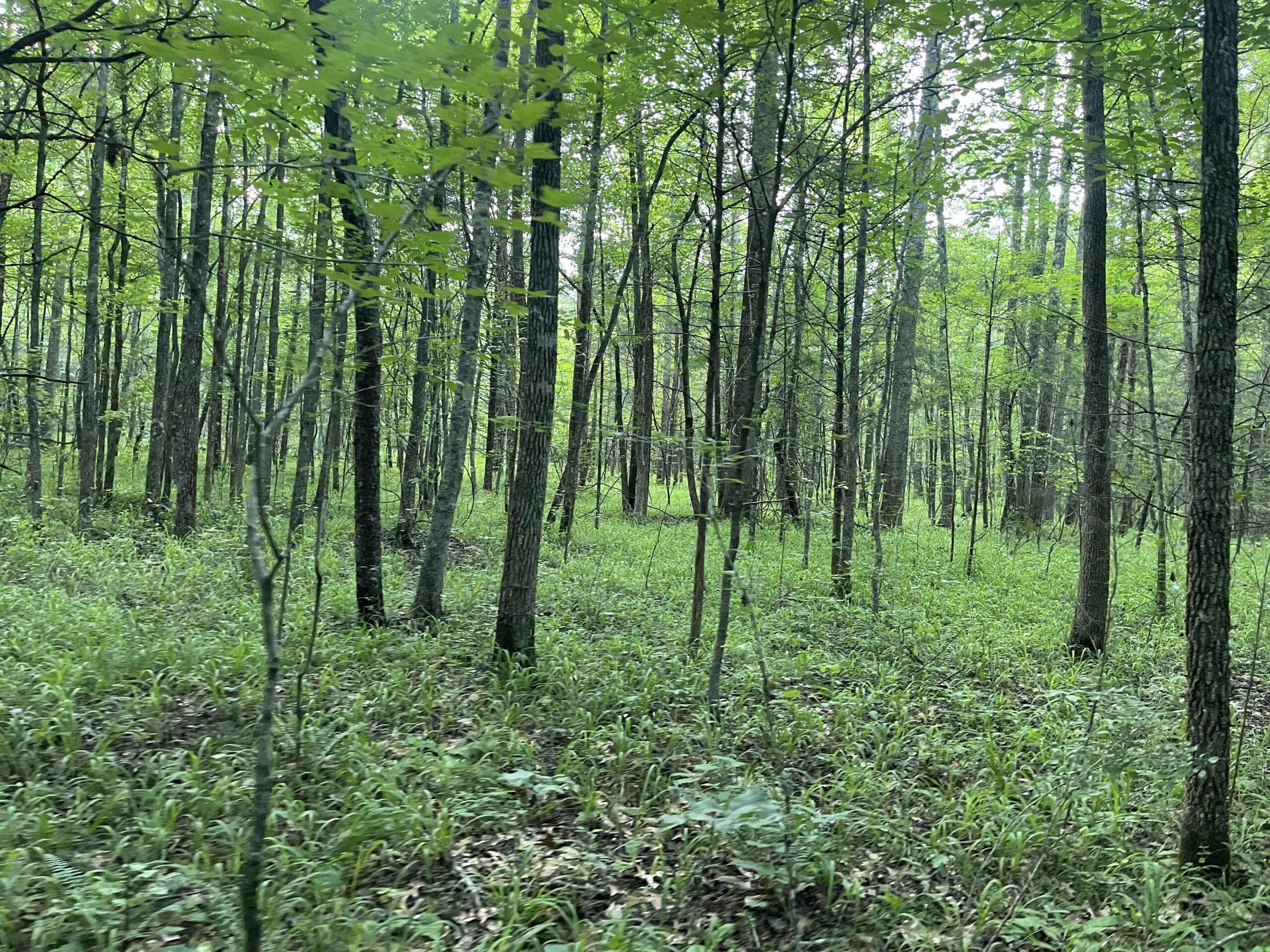 HUNTING LAND WITH SPRING / CREEK IN HARDIN COUNTY, 100 ACRES+/-