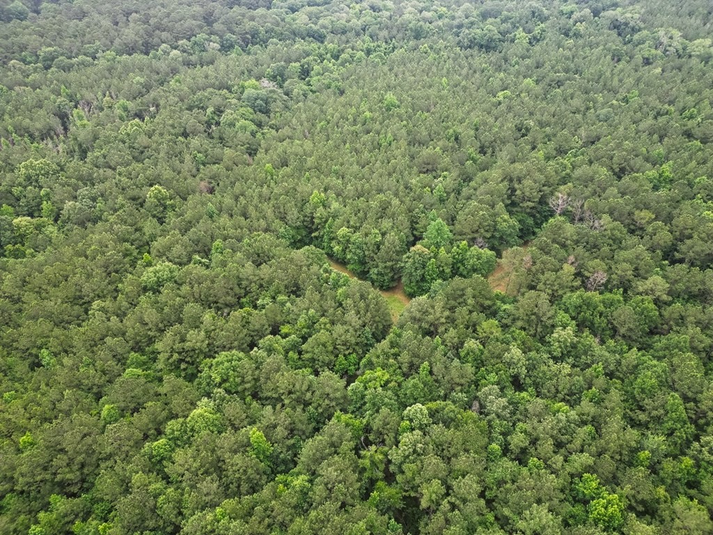 Hunting Land Near Homochitto National Forest, MS