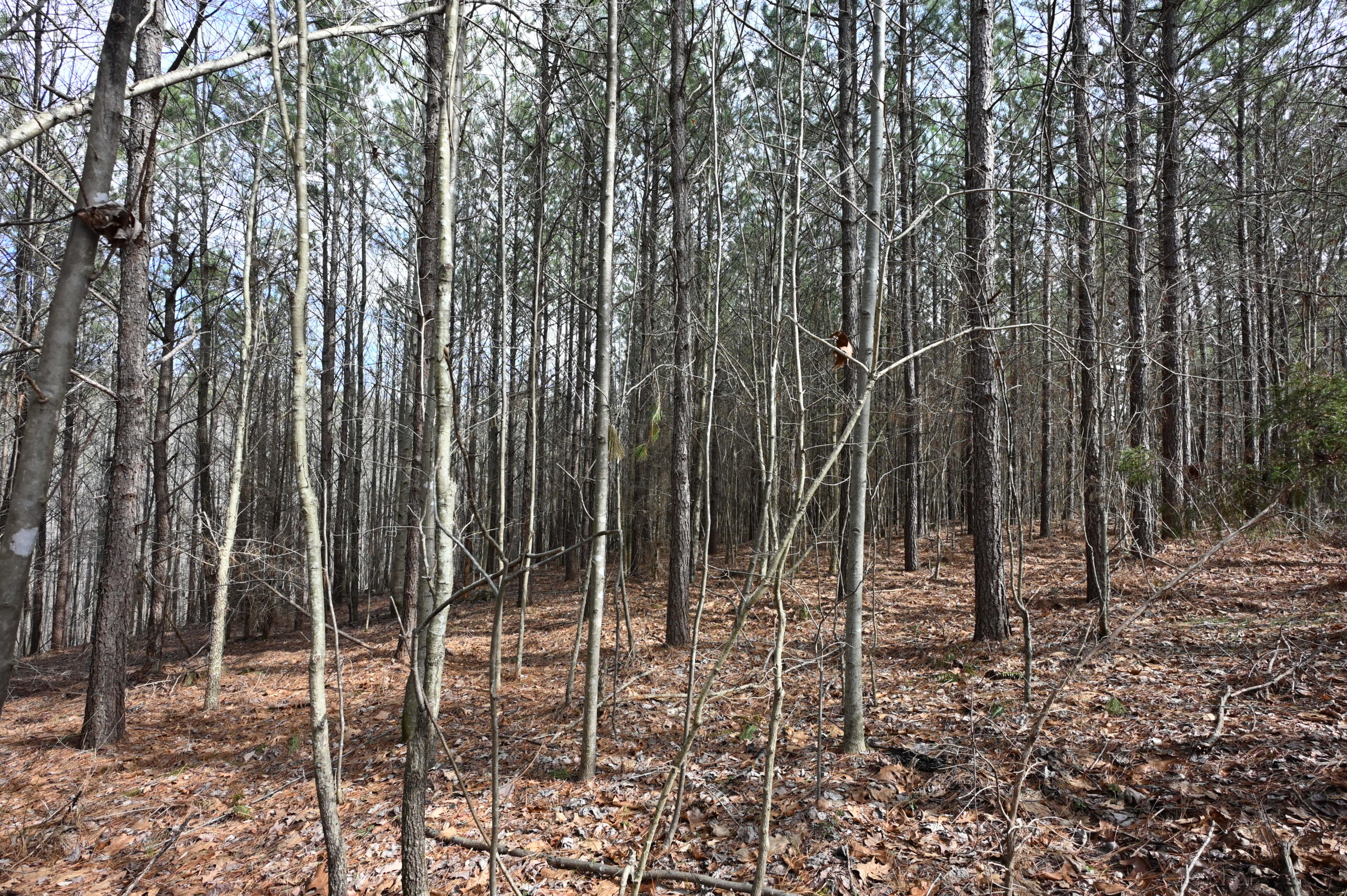 12.33 Acres Land for Sale in Perry County, Tennessee
