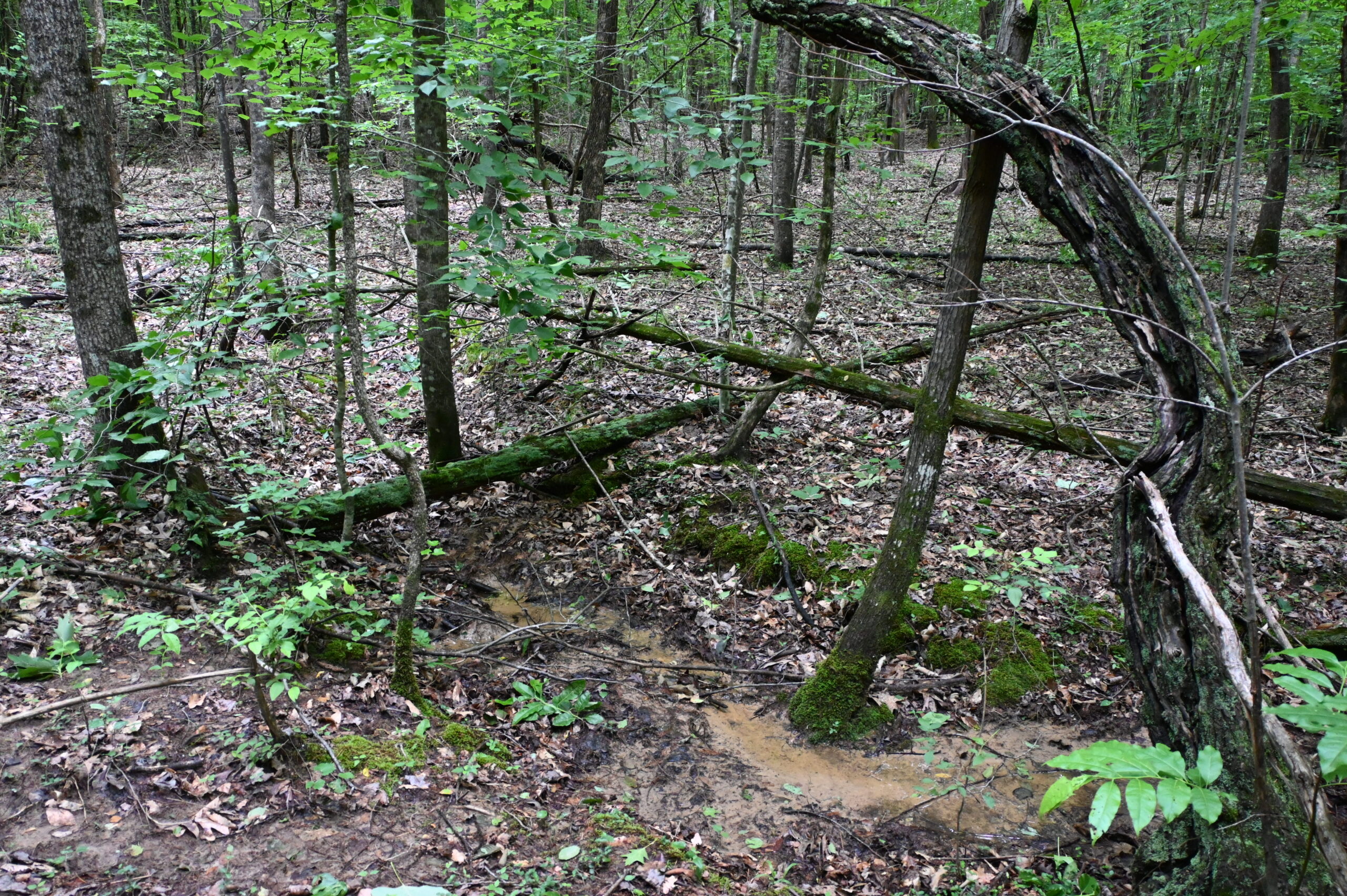 65.84 Acres for Sale in Decaturville, Tennessee