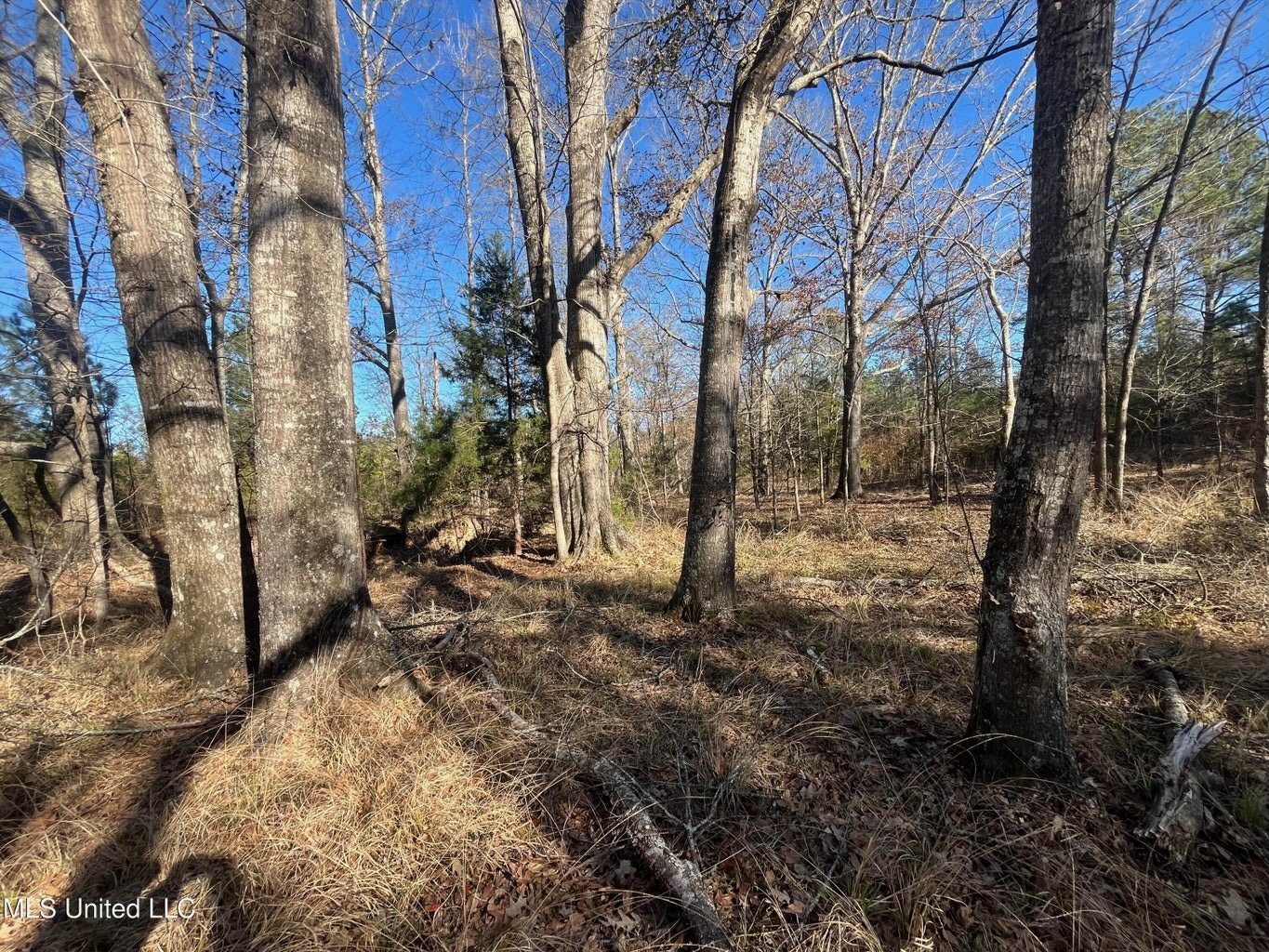 Great Homesite and Hunting Tract in Hermanville, MS