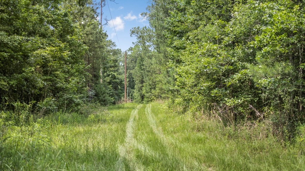 345 Acres with Camp, Creek bordering National Forest in SWMS