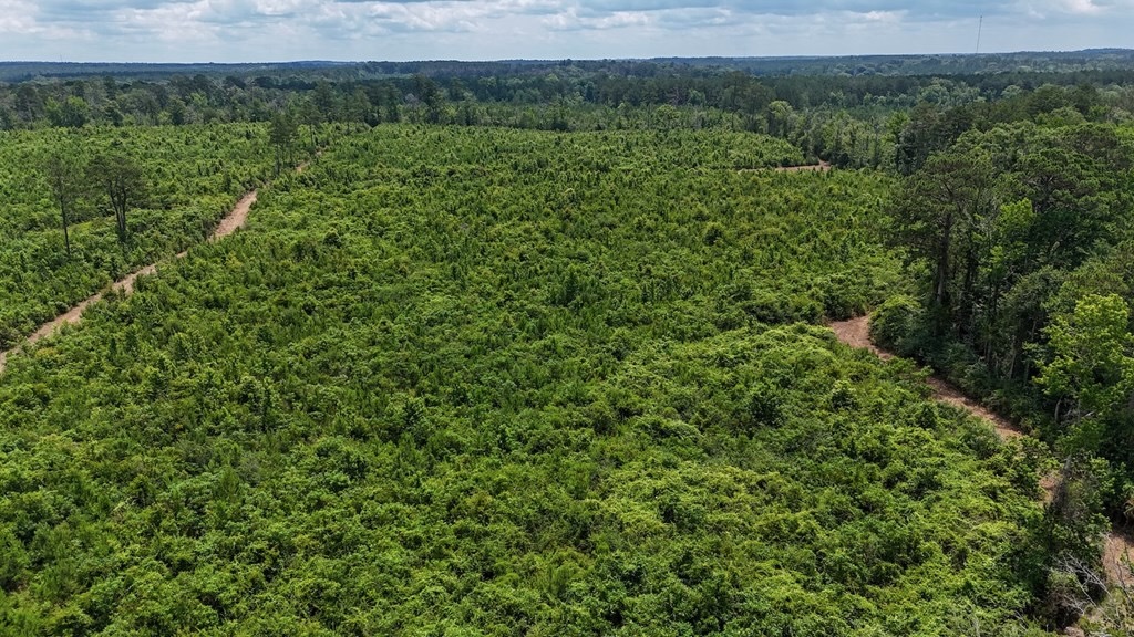 Small Hunting Tract FOR SALE in Amite County, MS