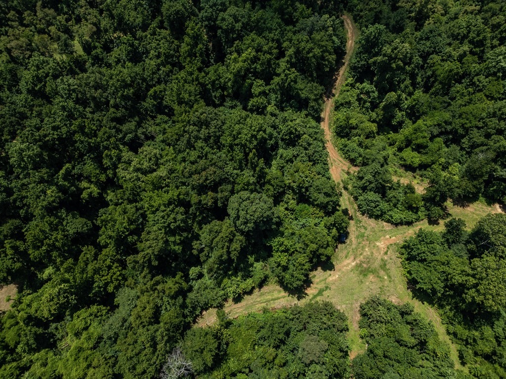 Hunting Land in Claiborne County, MS – Lonesome Pine