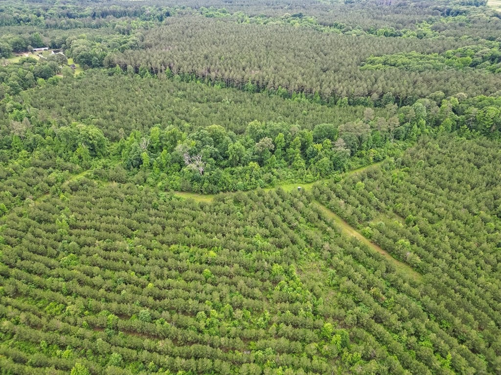 Hunting Land in Morehouse Parish, LA – Cypress Bayou 85