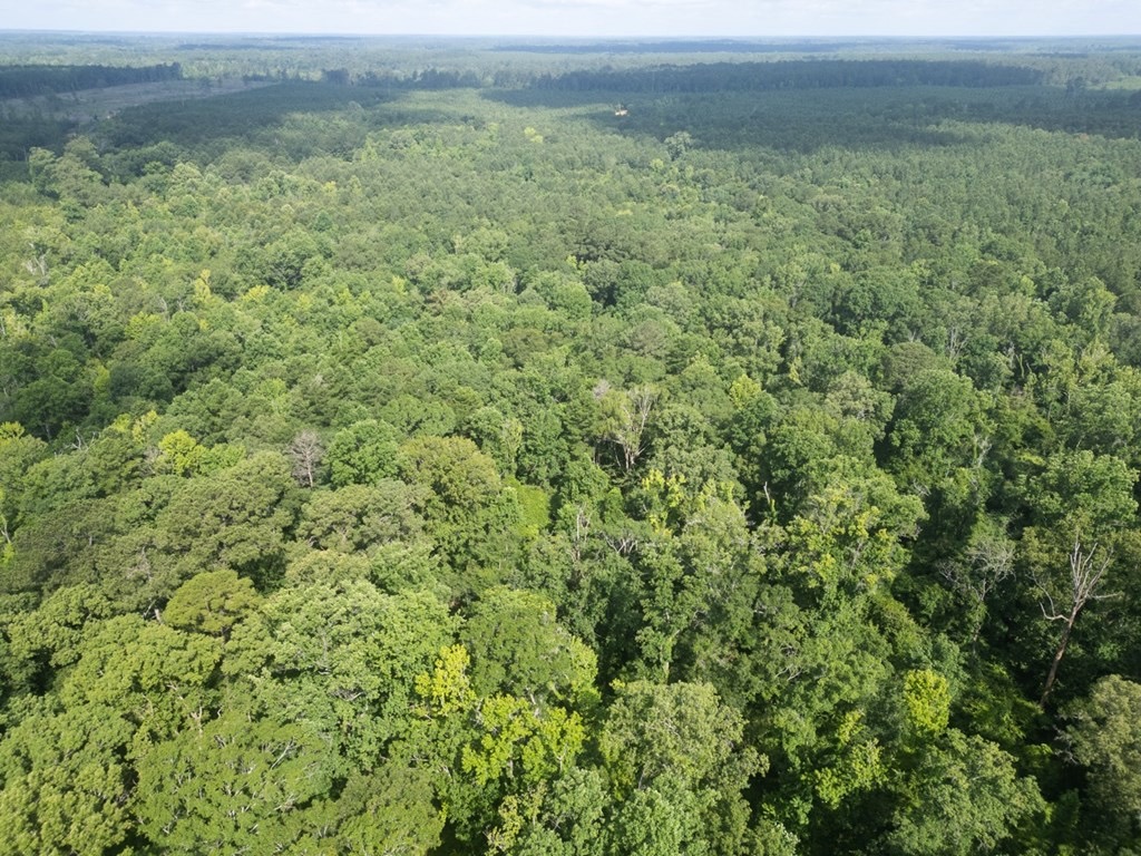 Clinton 30 Acres for Sale – Rural Land Near Baton Rouge, LA