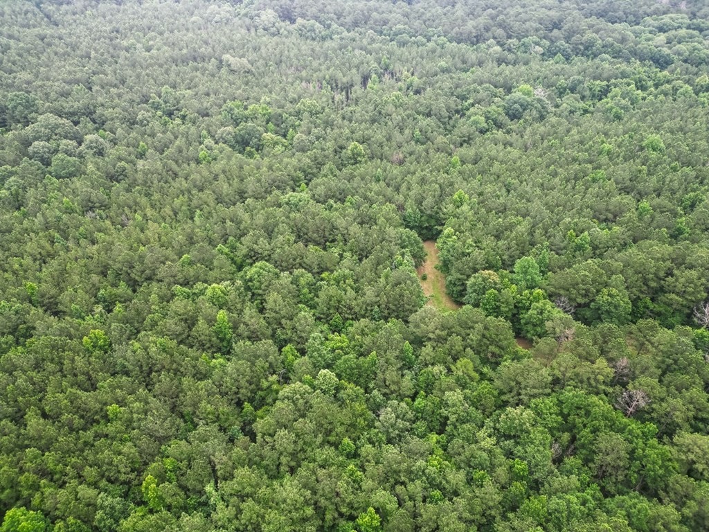 Hunting Land Near Homochitto National Forest, MS