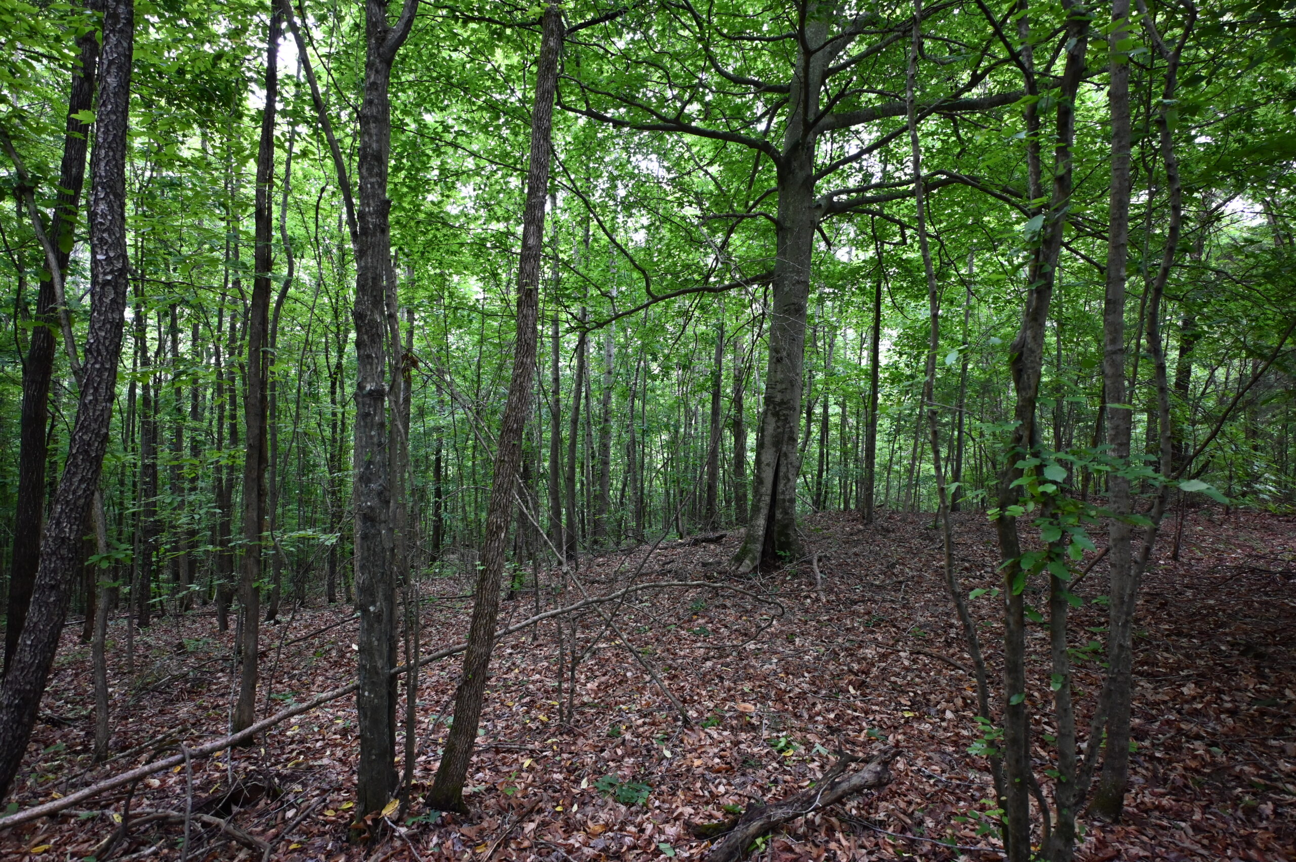 65.84 Acres for Sale in Decaturville, Tennessee