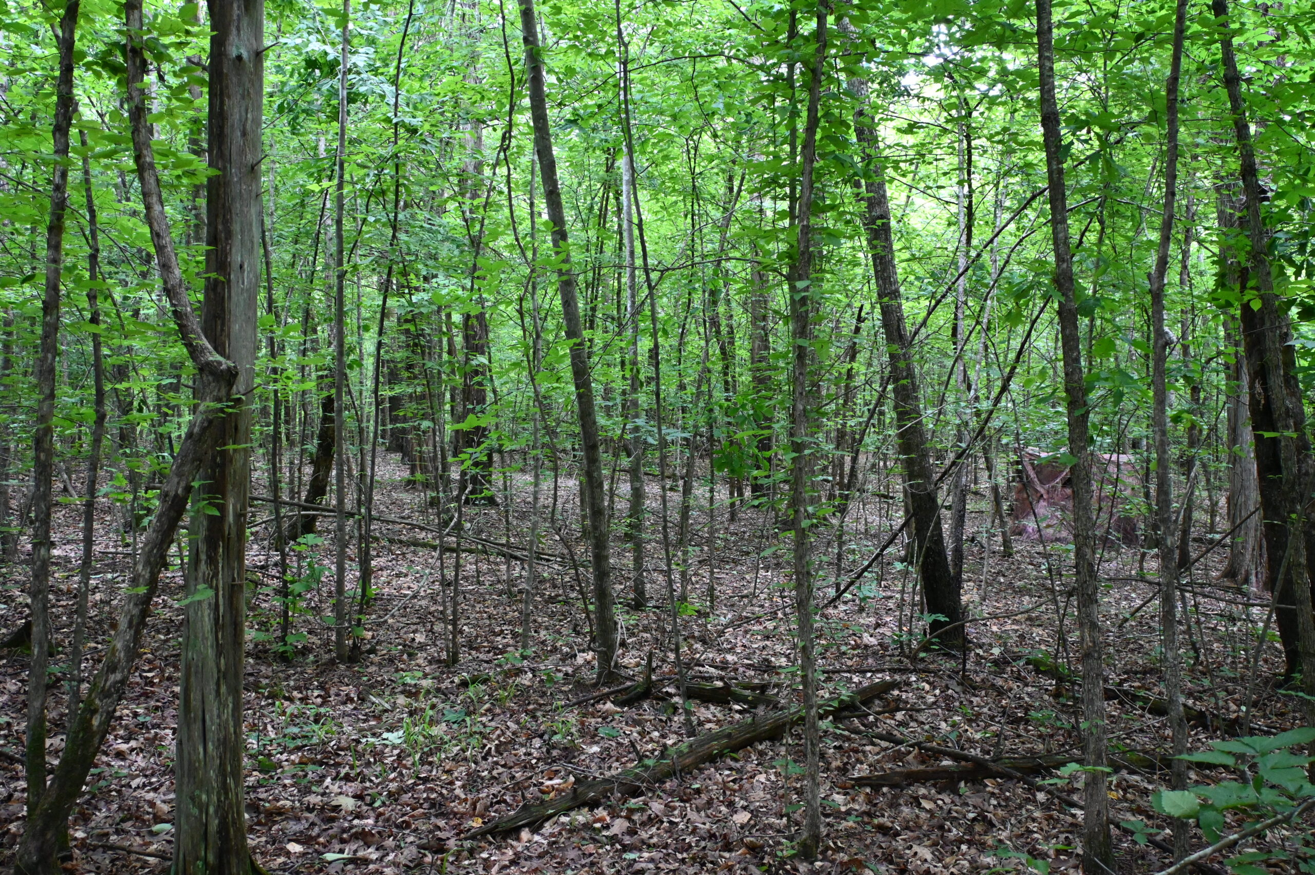 65.84 Acres for Sale in Decaturville, Tennessee