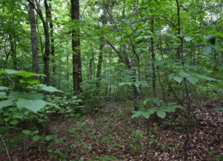 65.84 Acres for Sale in Decaturville, Tennessee
