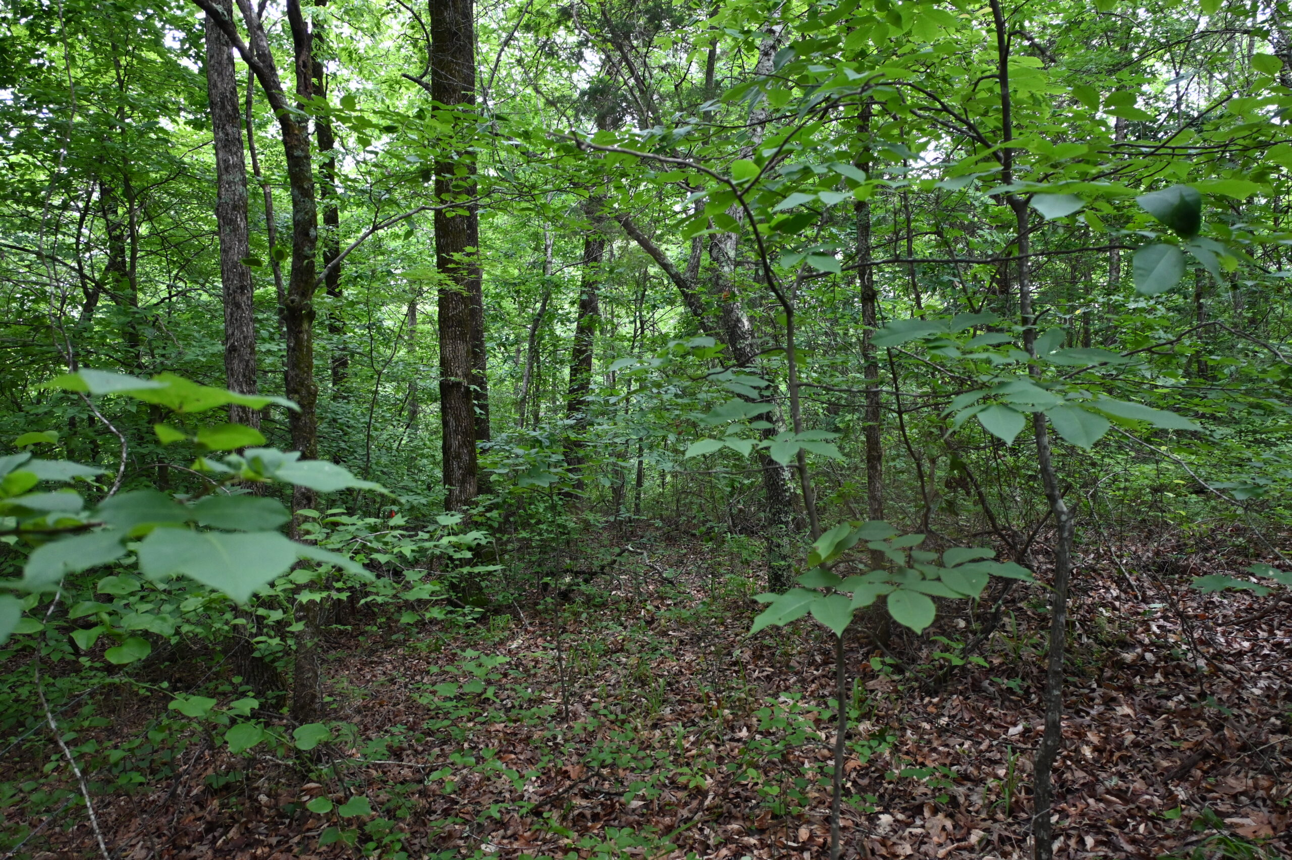 65.84 Acres for Sale in Decaturville, Tennessee
