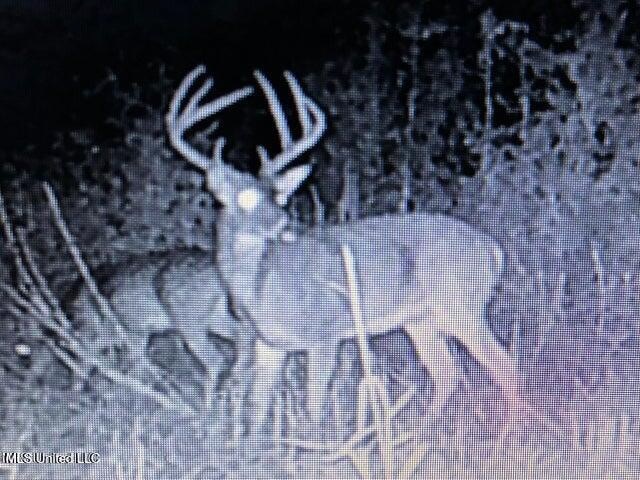 60 Acres For Sale In Yazoo County, MS