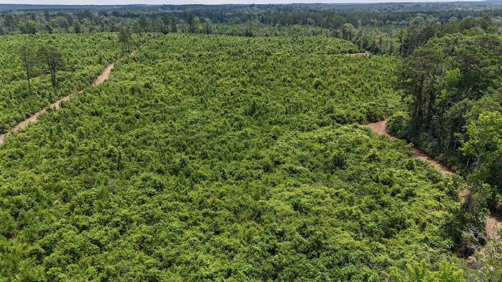 Small Hunting Tract FOR SALE in Amite County, MS