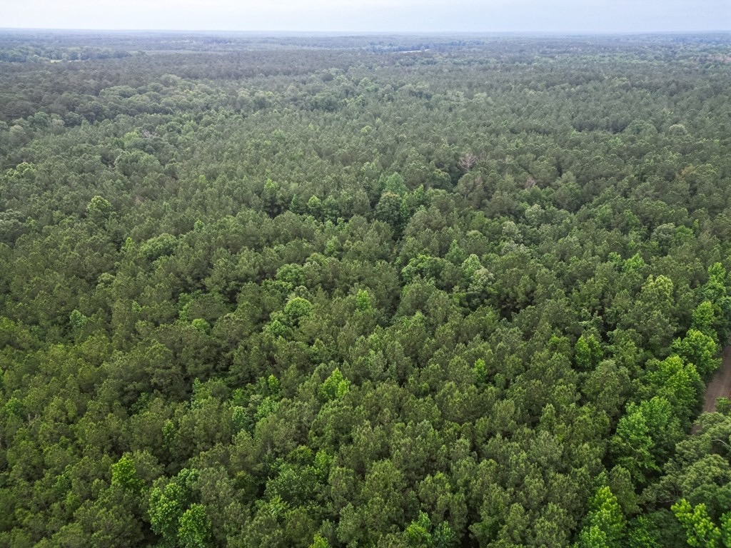 Hunting Land Near Homochitto National Forest, MS