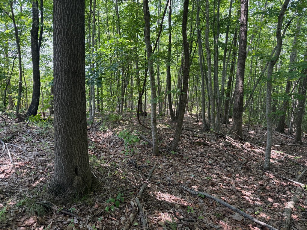 Discover Your Perfect Retreat in Virginia’s Scenic Piedmont