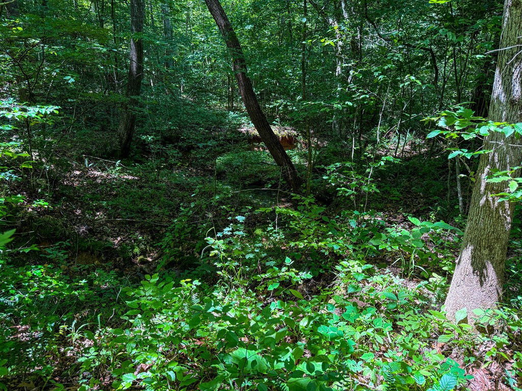33 Acres of Prime Hunting Land in Southern VA
