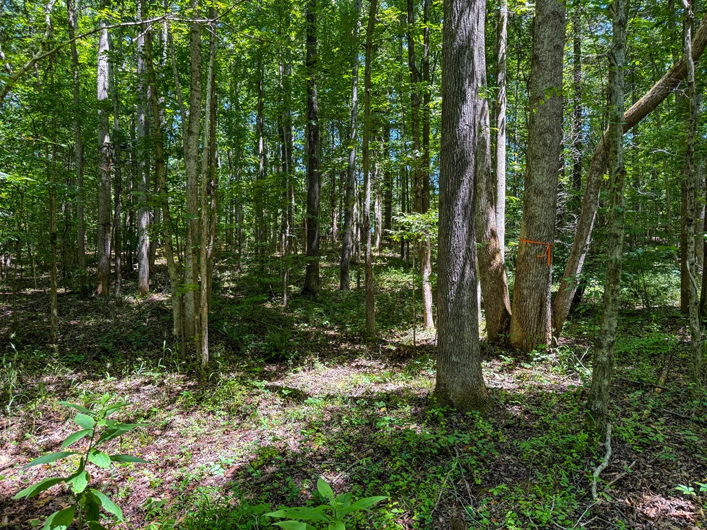 33 Acres of Prime Hunting Land in Southern VA