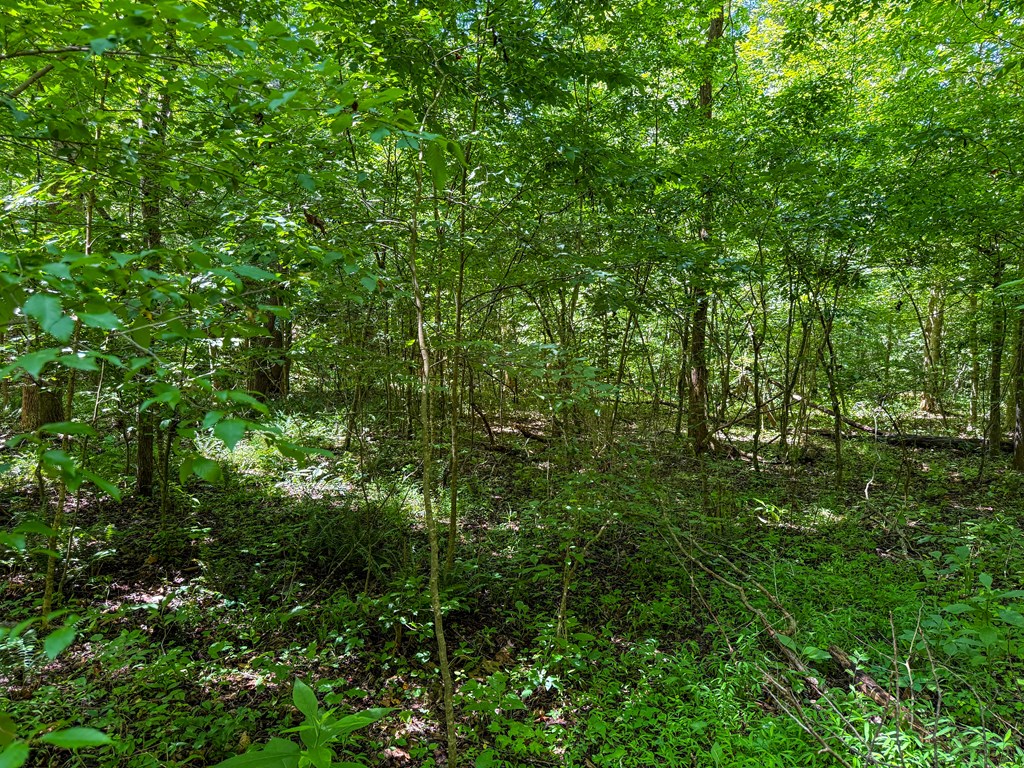 33 Acres of Prime Hunting Land in Southern VA