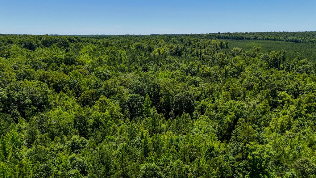 33 Acres of Prime Hunting Land in Southern VA