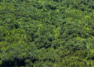 33 Acres of Prime Hunting Land in Southern VA