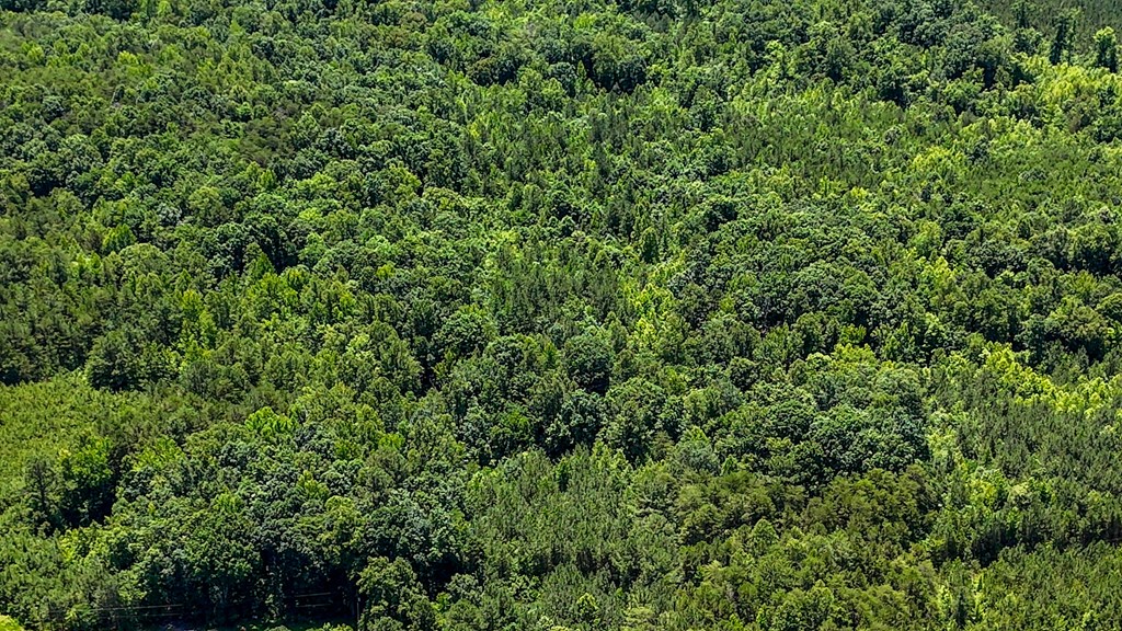 33 Acres of Prime Hunting Land in Southern VA
