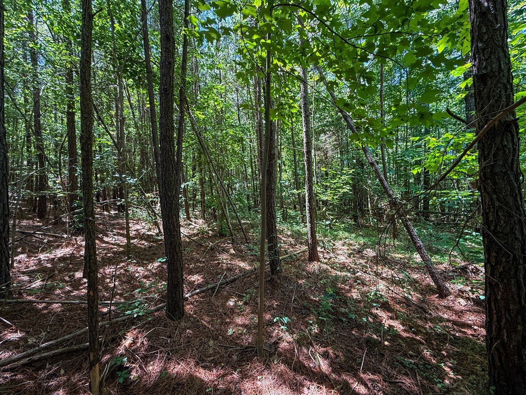 33 Acres of Prime Hunting Land in Southern VA