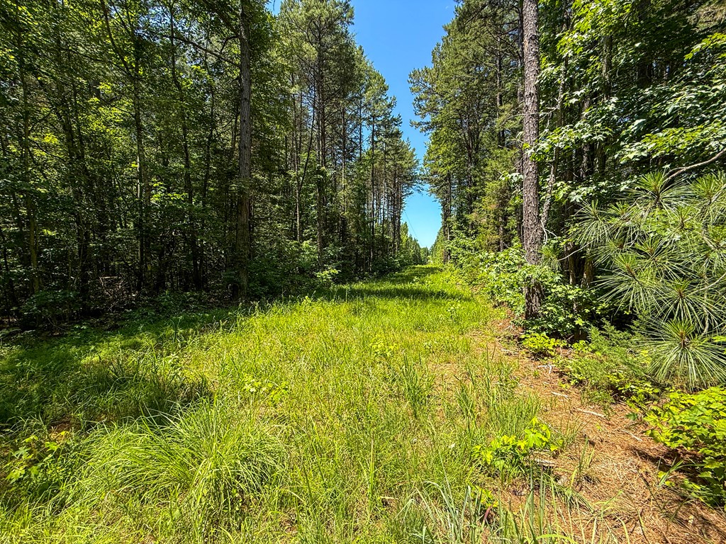 33 Acres of Prime Hunting Land in Southern VA