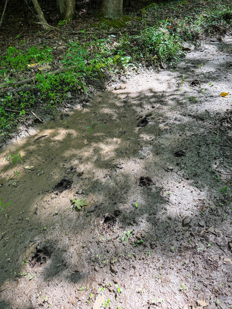 A Sportsman’s Dream: Trails, Trout, Timber & Trophy Game