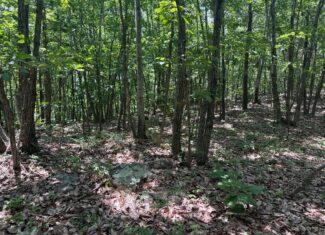 Discover Your Perfect Retreat in Virginia’s Scenic Piedmont