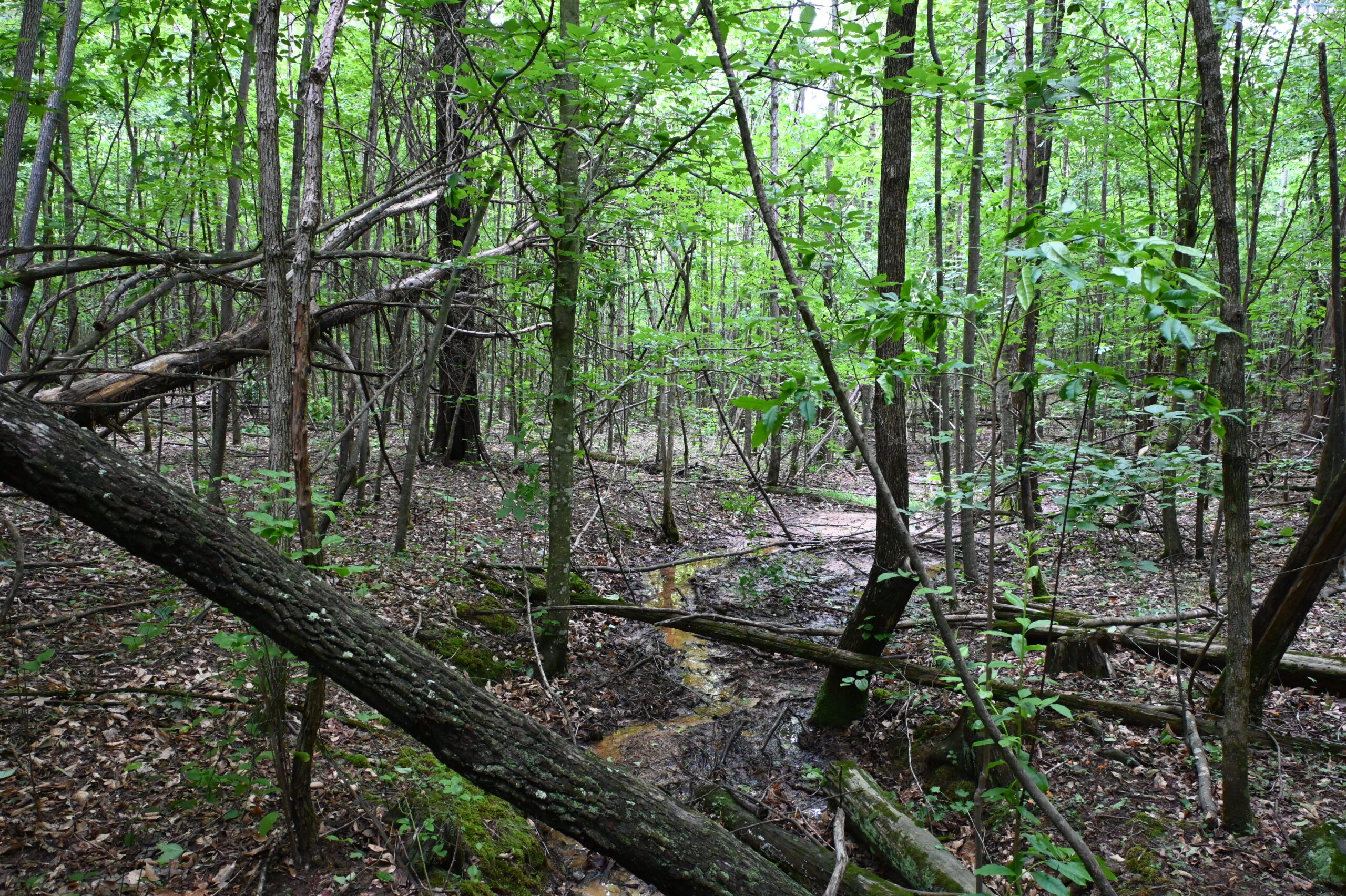 65.84 Acres for Sale in Decaturville, Tennessee