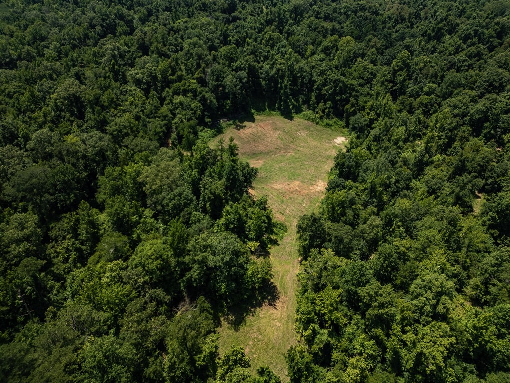 Hunting Land in Claiborne County, MS – Lonesome Pine