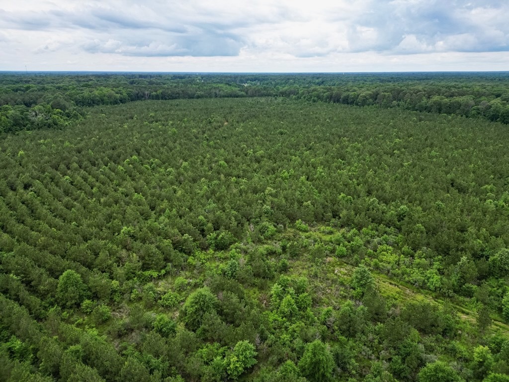 Hunting Land in Morehouse Parish, LA – Cypress Bayou 85