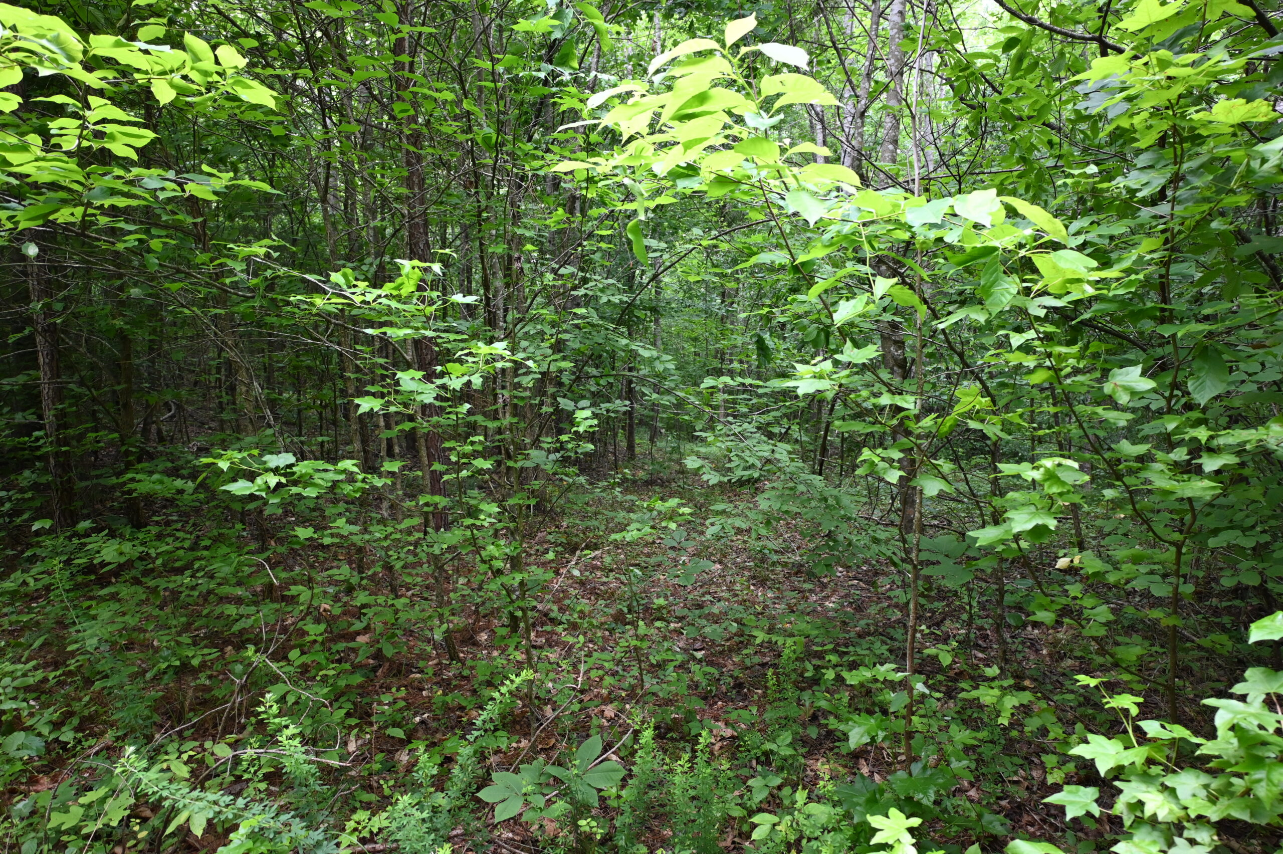 65.84 Acres for Sale in Decaturville, Tennessee
