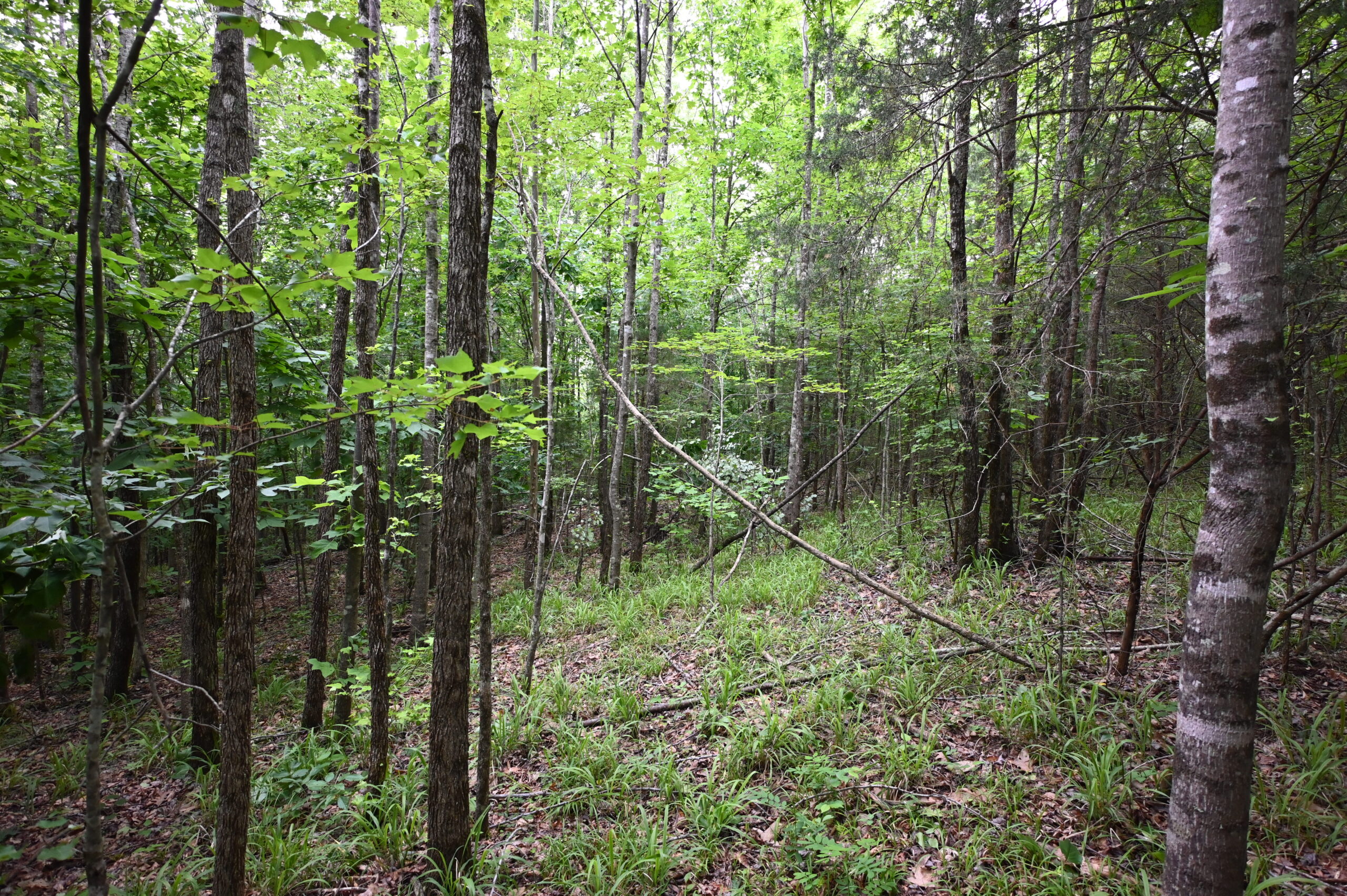 65.84 Acres for Sale in Decaturville, Tennessee