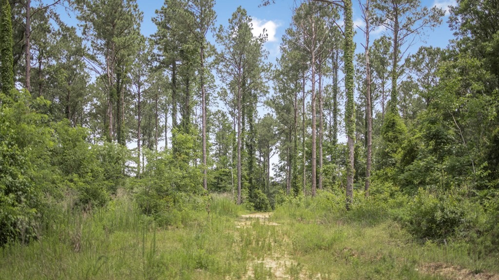 345 Acres with Camp, Creek bordering National Forest in SWMS