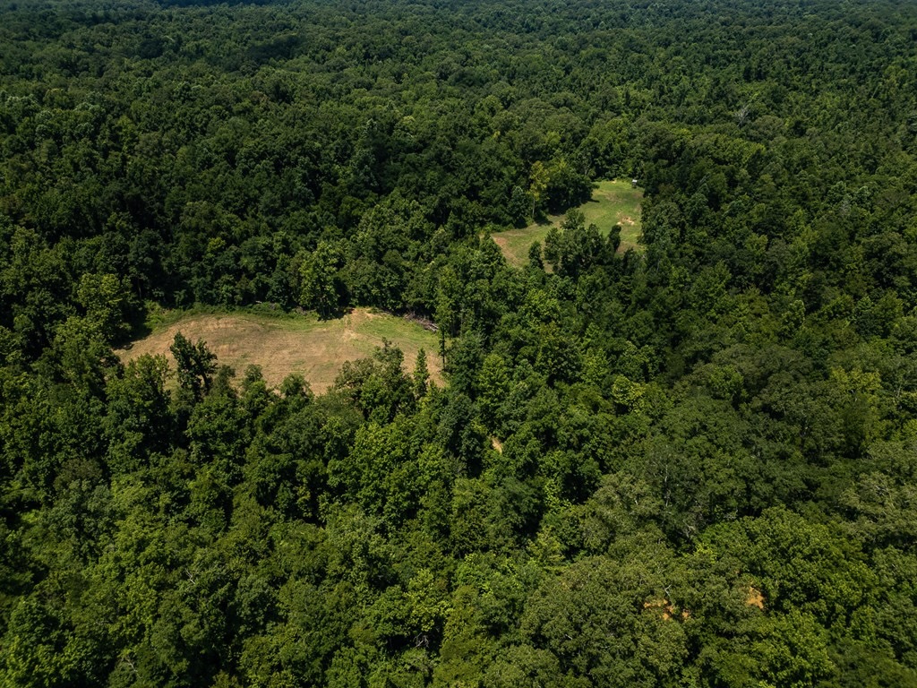 Hunting Land in Claiborne County, MS – Lonesome Pine