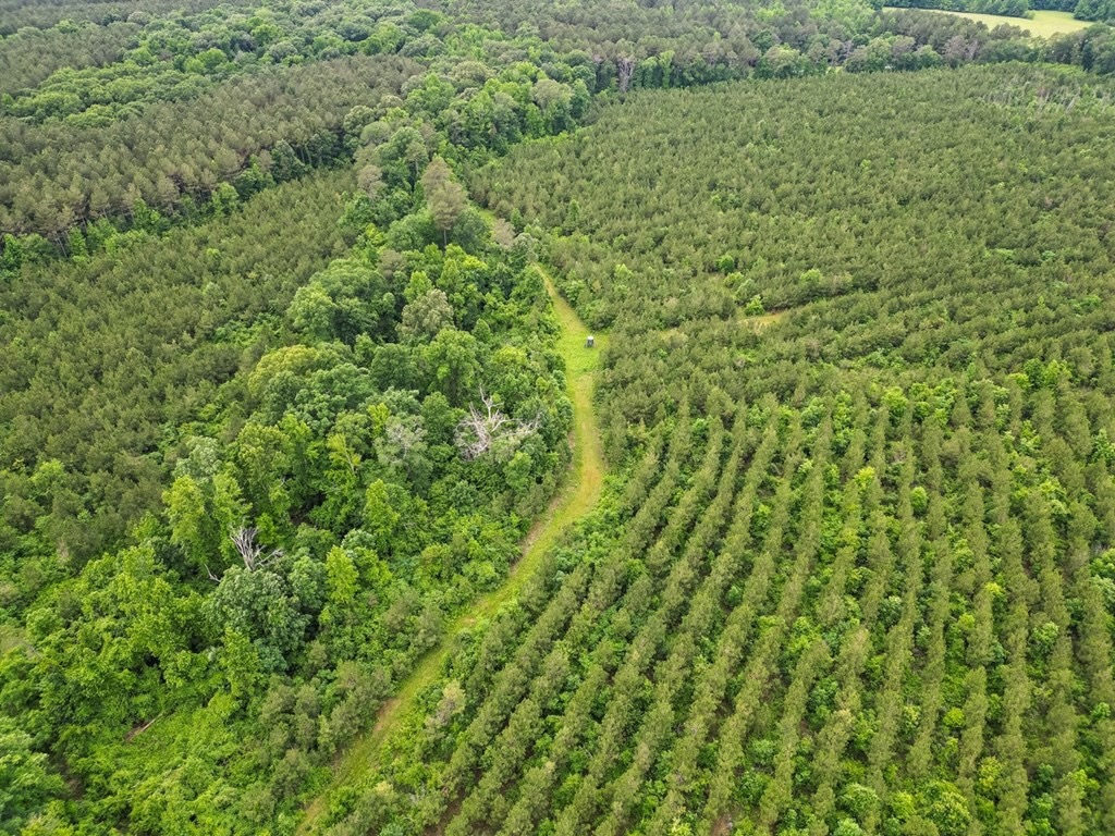 Hunting Land in Morehouse Parish, LA – Cypress Bayou 85